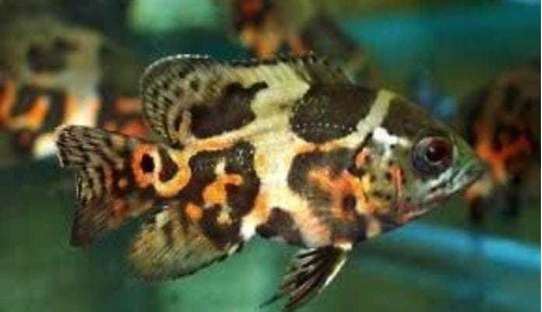 Peixe Oscar Tigre Comum, Lindos Exemplares, Melhor Preço Rj