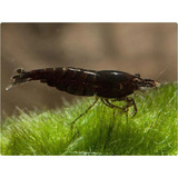 Neocaridina Black Sakura