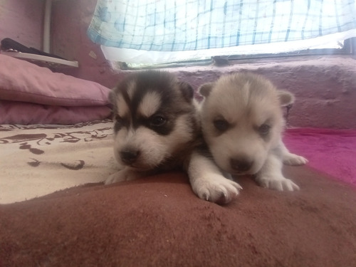 Cachorros Husky