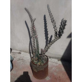 Cactus En Lata - Grandes Ejemplares