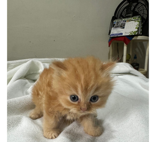 Gatitos Persas  % Puros Los Machos Son Los Naranjas