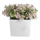 Plantita Decorativa Base De Ceramica 10 Cm Incluye Maceta P3