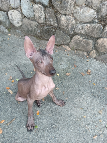 Perro Xoloitzcuintle 