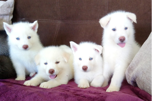 Husky Siberiano Cachorros Blancos 
