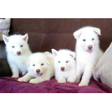 Husky Siberiano Cachorros Blancos 