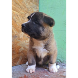 Cachorros Akita Americano