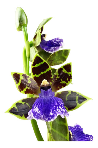 Orquidea Perfumada Adulta Zygopetalum Mackayi Promoção !!!