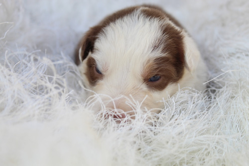 Cachorritos Border Collie