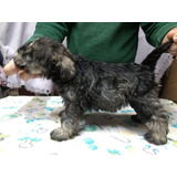 Schnauzer Miniatura Libres De M.a.c. Y Pra B Sal Y Pimienta