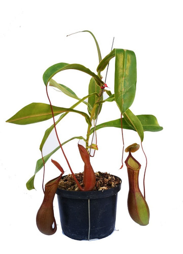 Planta Carnívora Nepenthes Ventrata 