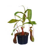 Planta Carnívora Nepenthes Ventrata 