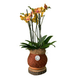 Kokedama Premium Orquídea Phaleanopsis 2 Varas Surf Song