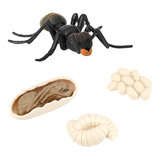 Ciclo De De Una Hormiga 4 Partes De Animales Juguetes