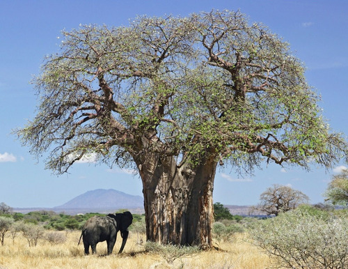 10 Semillas Exótico Árbol Baobab Africano Adansonia Digitata