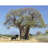 10 Semillas Exótico Árbol Baobab Africano Adansonia Digitata