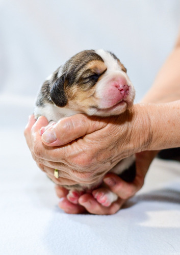 Tiernos Beagle Enanos Padres Inscritos