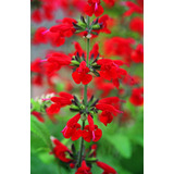 Salvia Coccinea Roja 20 Semillas Germina Fácil Sol Sdqro2