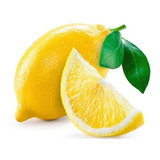 Muda De Limão Siciliano Enxertada Produz Em 1 Ano 60cm