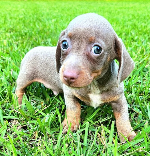 Dachshund Salchicha Miniatura X3