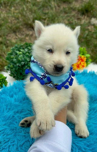 Cachorro Lobo Siberiano Blanco Medellín Animal Pets 