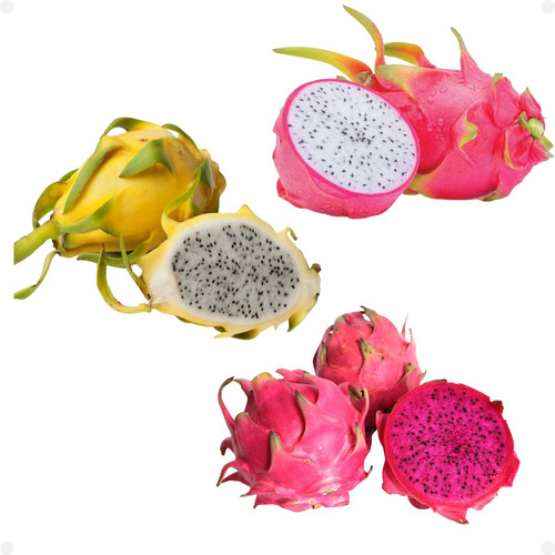 6 Mudas De Pitaya 2 Branca 2 Vermelha 2 Amarela Autofértil