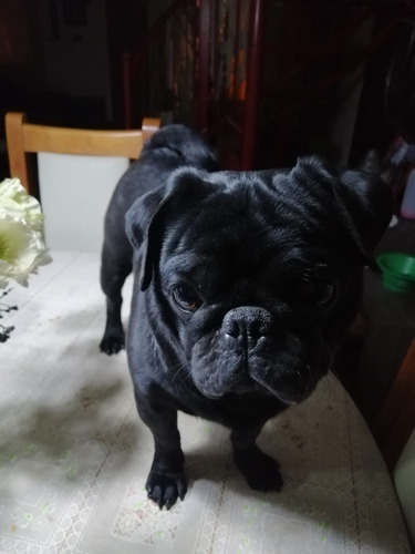 Cachorros Pug (se Venden Juntos)