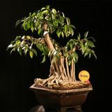 Sementes Figueira Ficus Benjamina Bonsai Arvore P/ Mudas