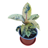 Gomero Variegado De 20 Cms Planta + Macetero Y Plato