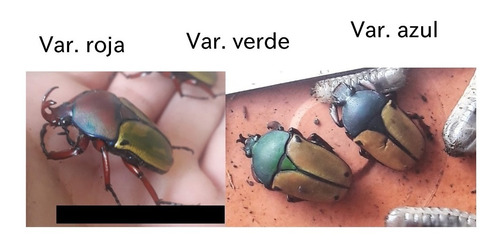 Escarabajo Eudicella Tetraspilota, Var. Verde, Larvas L3