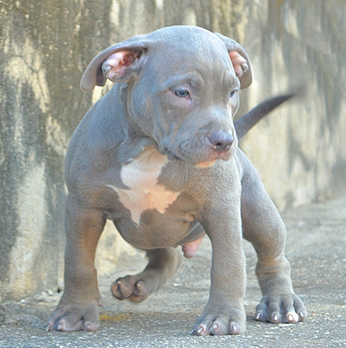 American Bully Filhote - Pedigree - Envio Para Todo Brasil