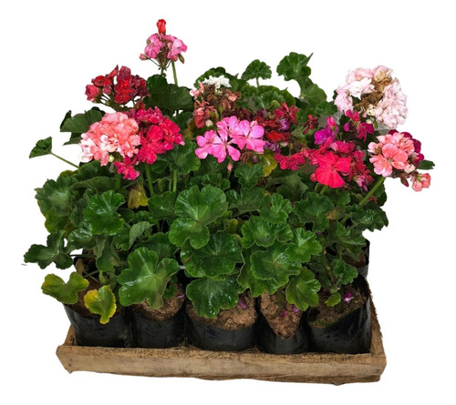 4 Mudas Gerânio Arbustivo - Pelargonium - Cores Diversas