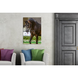 Vinilo Decorativo 50x75cm Caballo Campo Horse Vinil M3