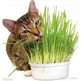 1 Kilo Semilla Pasto Gato Germina En Pocos Días Wheatgrass