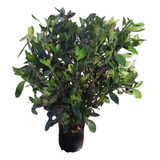 Jazmín Del Cabo 10 L Arbusto Exterior Deco Plantas 