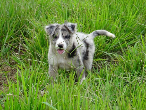 Border Collie