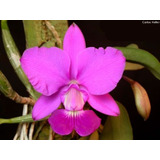 Orquidea Cattleya Walkeriana Tipo - Adulta - 39,99