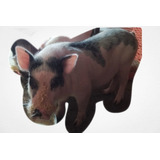 Cerdo Minipig Reproductor De 9 Meses - Kg a $15000