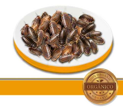 Cucaracha Dubia Viva 200 Piezas, Alimento Vivo Para Reptiles