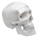 Eisco Cráneo Humano Modelo De Calidad Médica De 3 Par...