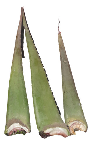 Pencas De Aloe Vera Barbadensis 