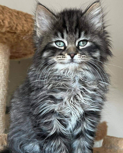 Hermosos Y Majestuosos Gatitos De Maine Coon