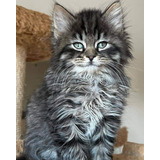 Hermosos Y Majestuosos Gatitos De Maine Coon