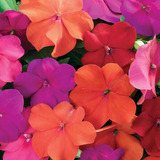 100 Semillas Impatiens Xtreme Tango Shade Garden Flower Seed