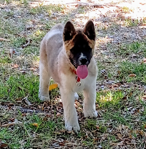 Cachorros Akita Pedigree Azul Internacional