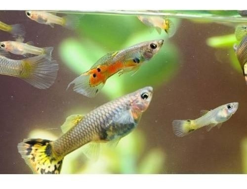 Peces Guppy 2 A 4 Cm Excelente Estado Pethome Chile