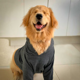 Roupa Cachorro Moletom Cães Blusa Inverno Golden