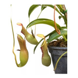 Planta Carnívora Nepenthes Copo Maior Pote 15