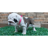 Cachorro Bulldog Inglés  El 04/12/23 Y 13/12/23 Entrega Inme