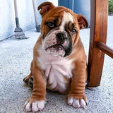 Cachorros Bulldog Ingles Perros En Venta Ibagué