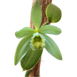 Orquídea Baunilha Vanilla Planifolia Planta Pré Adulta